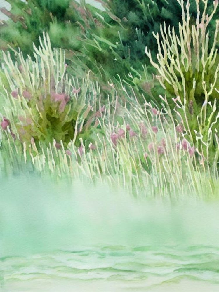 Acropora Plana Storybook Watercolour