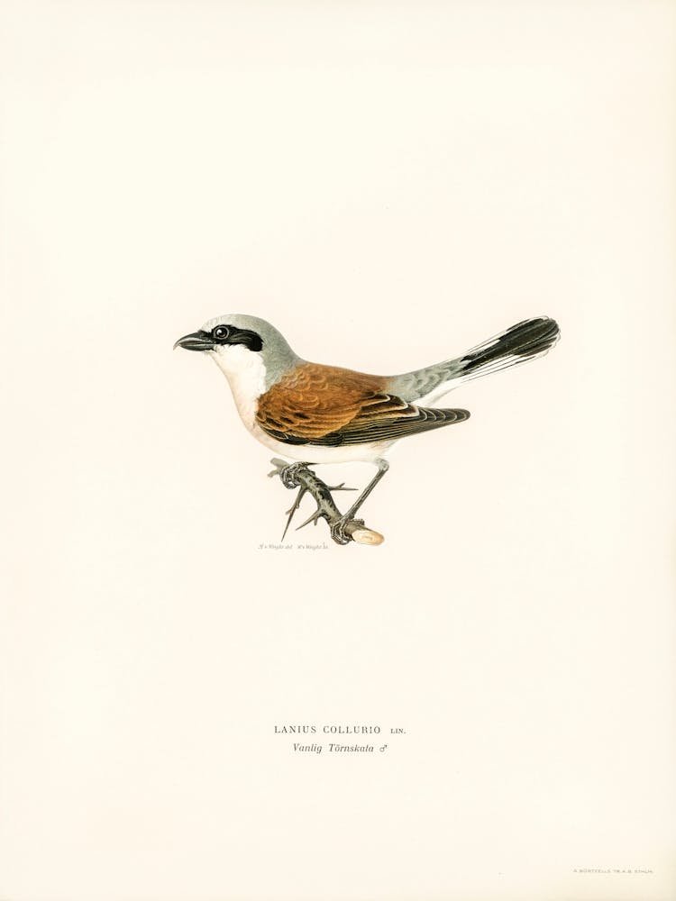 Red Backed Shrike Male (Lanius Collurio), The Von Wright Brothers