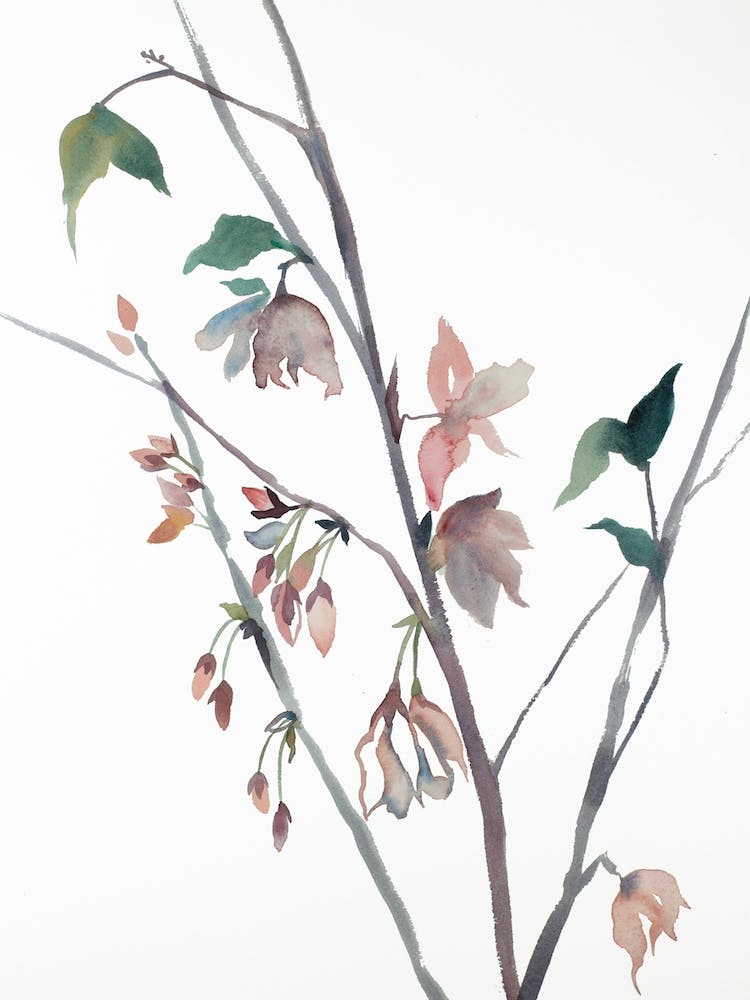 Cherry Blossom 18