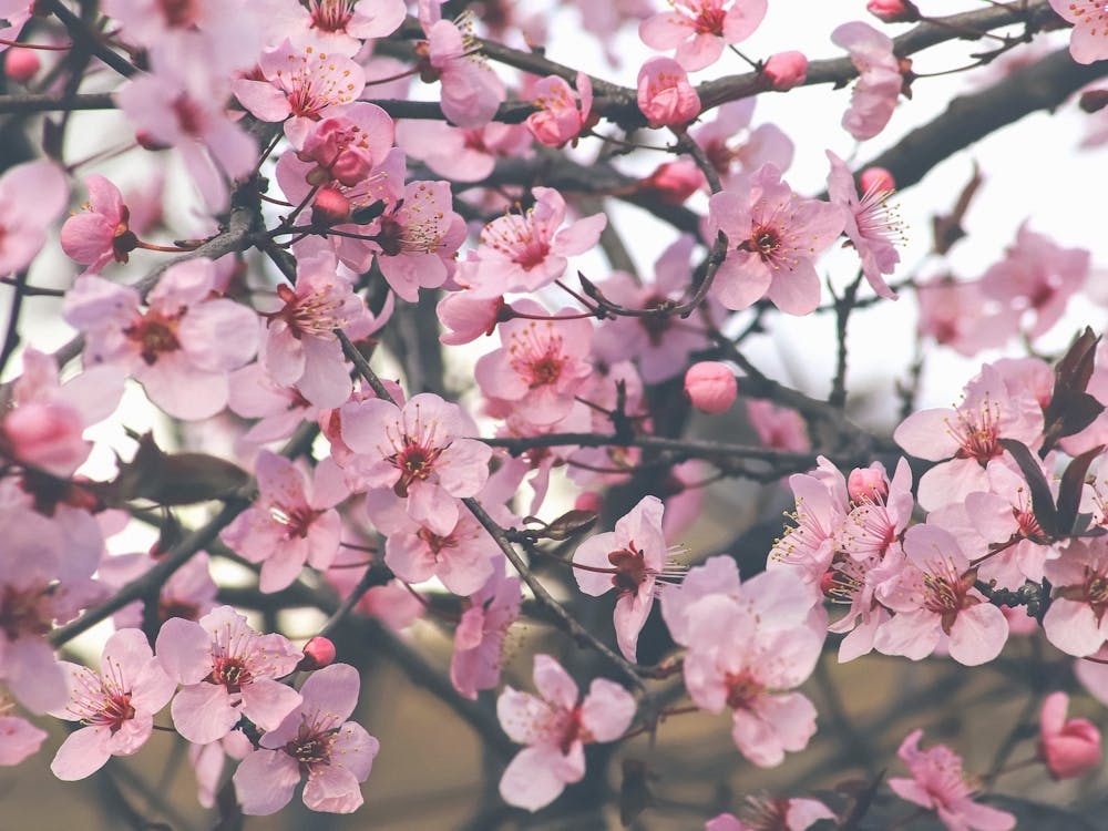 Cherry Blossoms. Pink sakura.