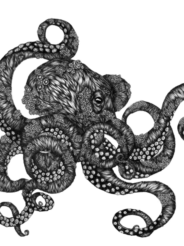 Barnacle Octopus