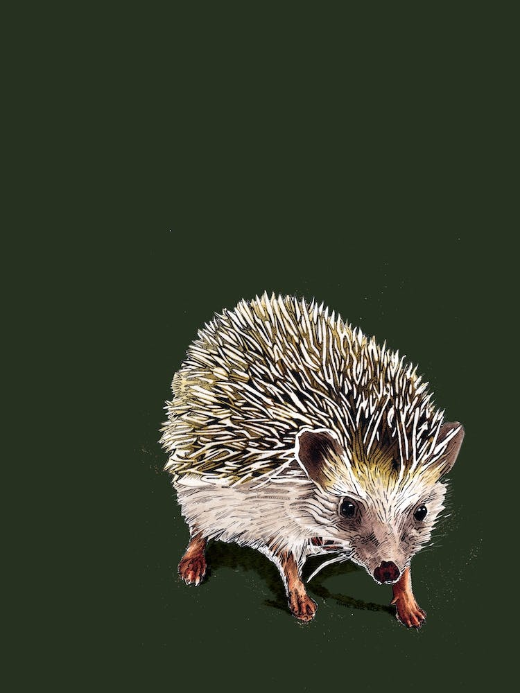 Kimchi The Hedgehog On Forest Green