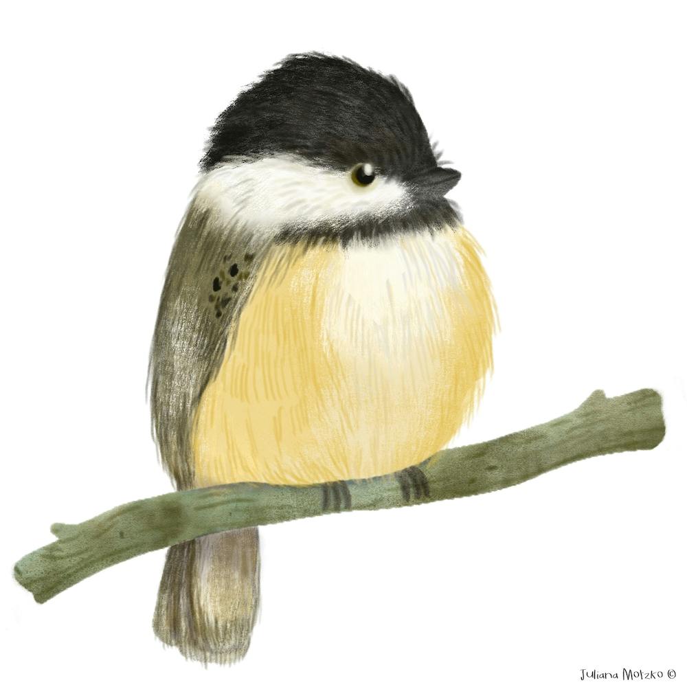 Black Capped Chickadee Bird