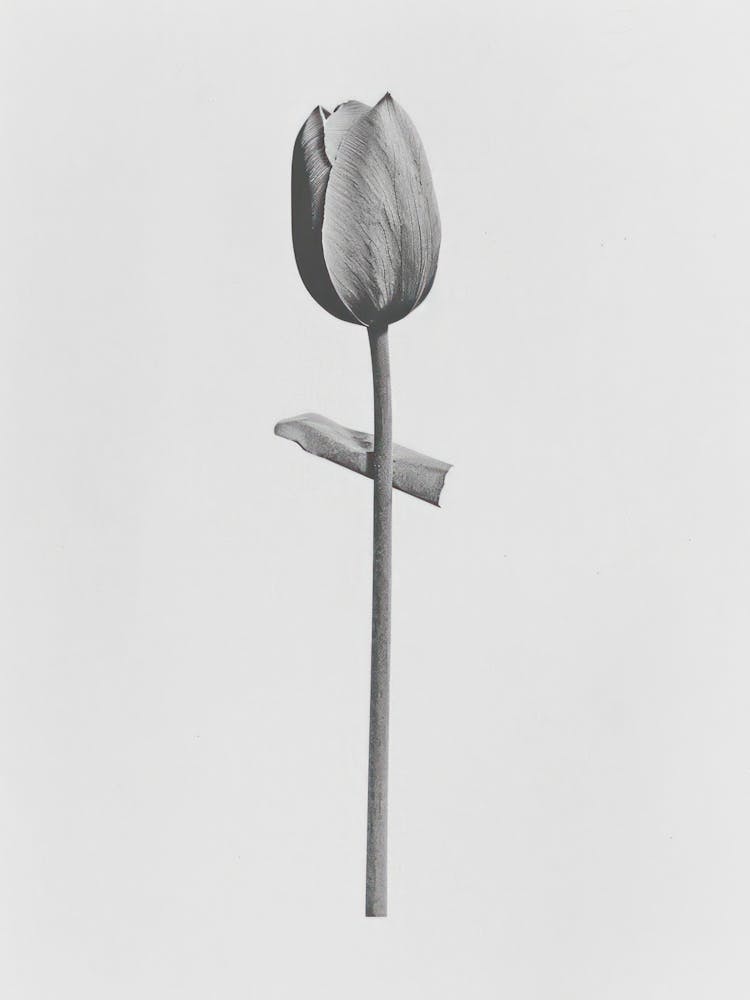 Tulip Flower Photo Collage 4