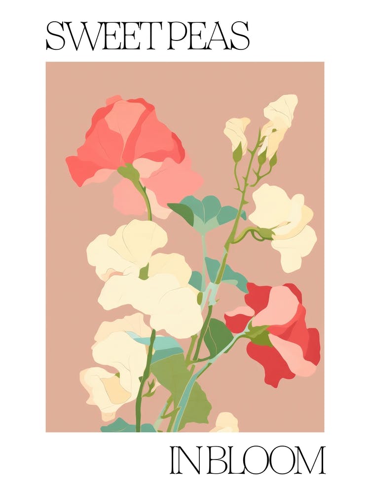 Sweet Peas In Bloom Flowers Bold Illustration 3