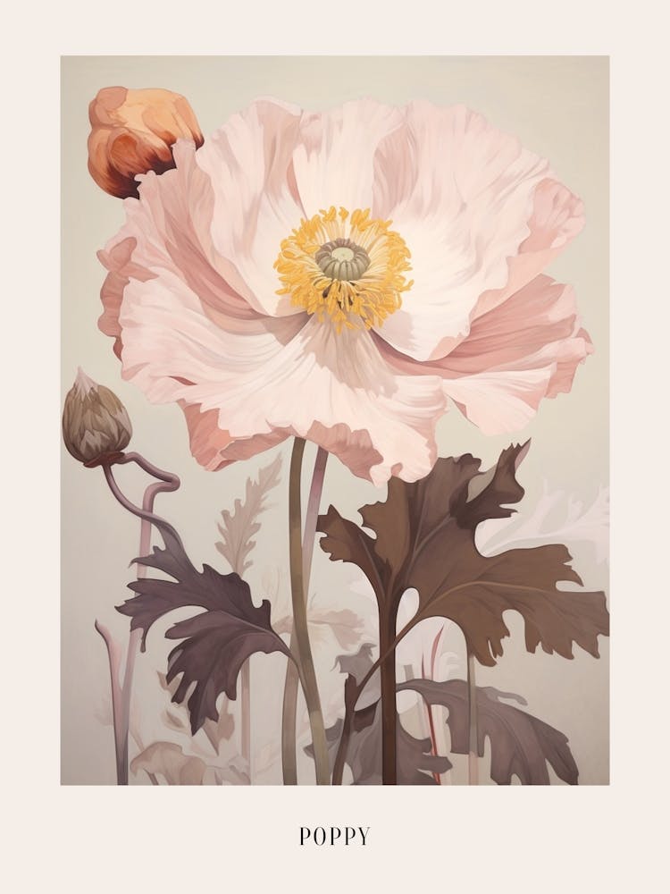 Floral Illustration Poppy 3 Poster