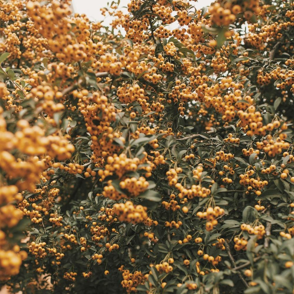 Orange Flower Bush Square