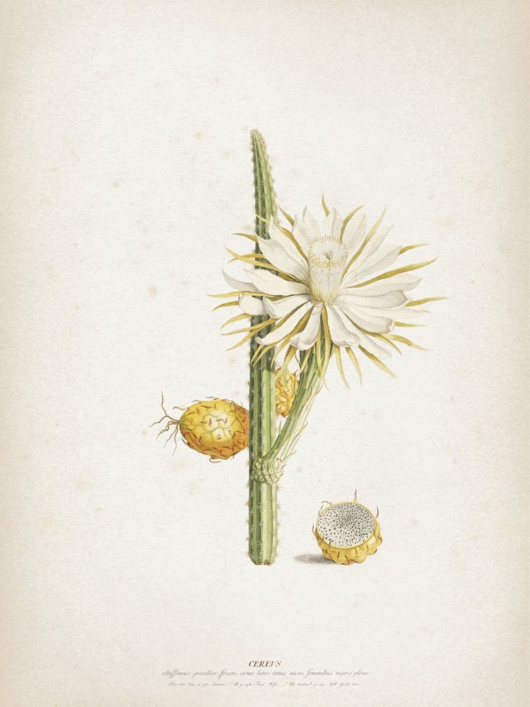 Vintage Ehret 1 Cereus Altissimus