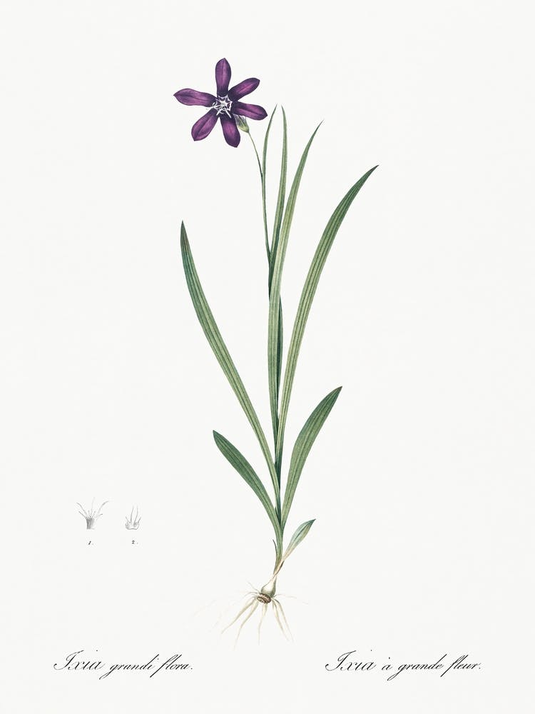 Ixia Grandiflora Illustration From Les Liliacées (1805), Pierre Joseph Redoute 1