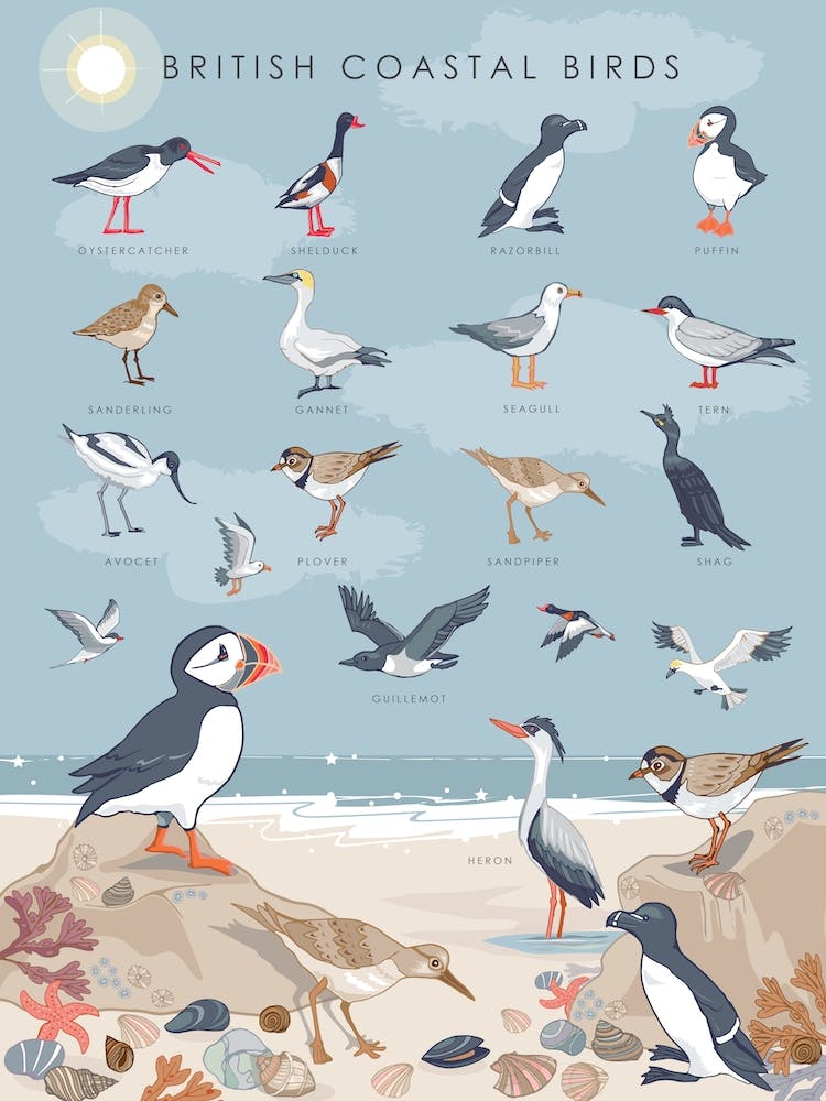 British Coastal Birds