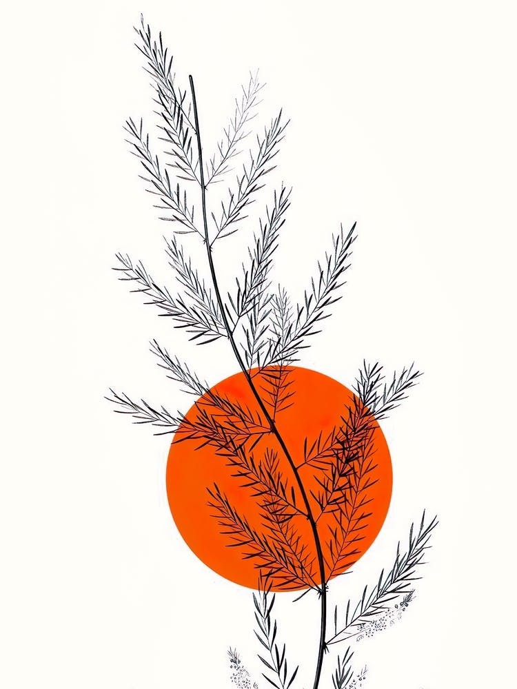 Spruce Tree