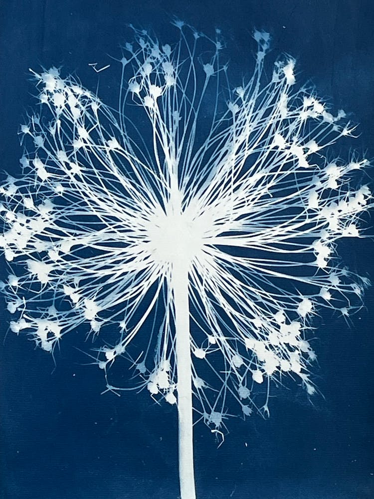Blue Allium Cyanotype 1