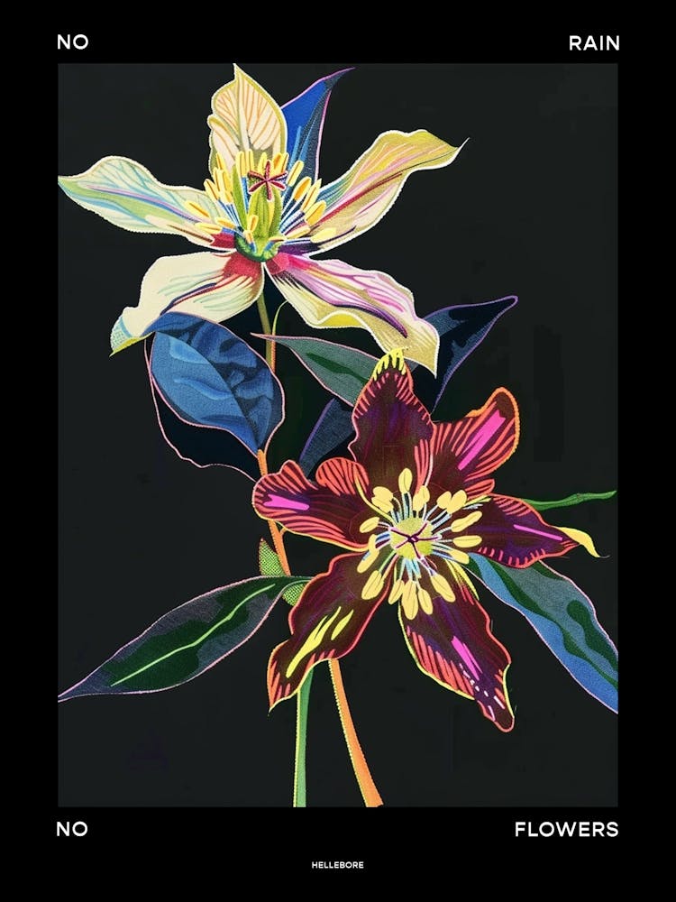 No Rain No Flowers Poster Hellebore 3