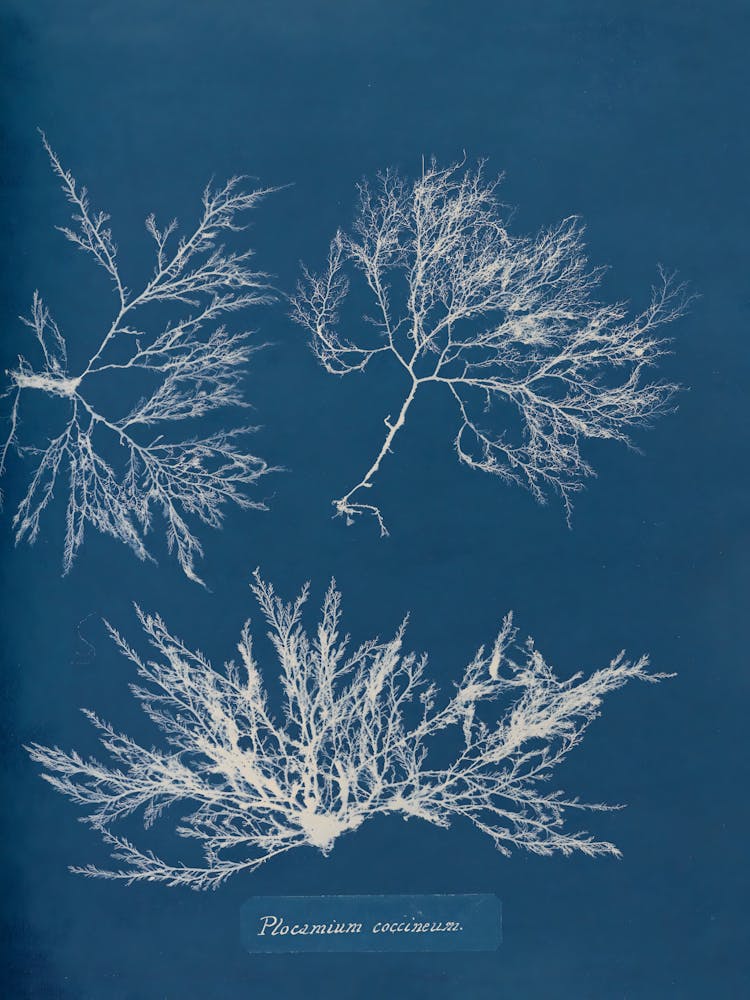 Symbiosis 2
