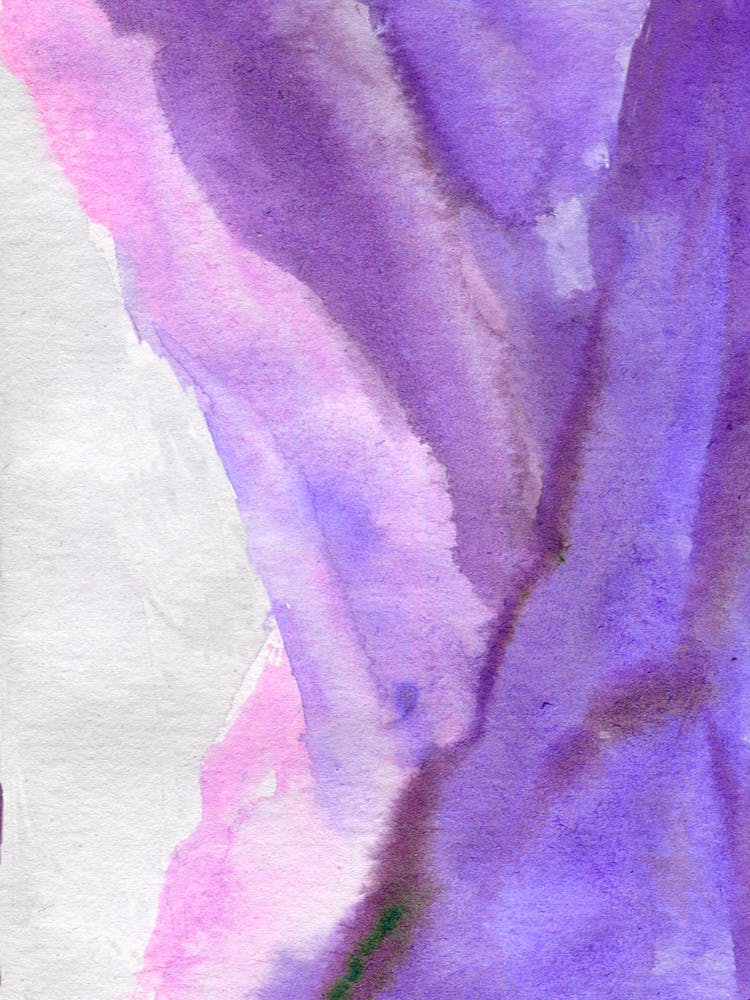 Purple Iris Watercolor Painting