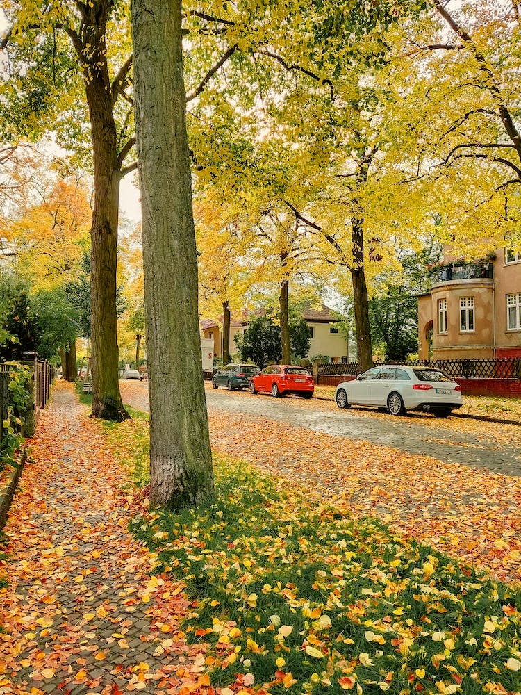Autumn Streets Of Berlin