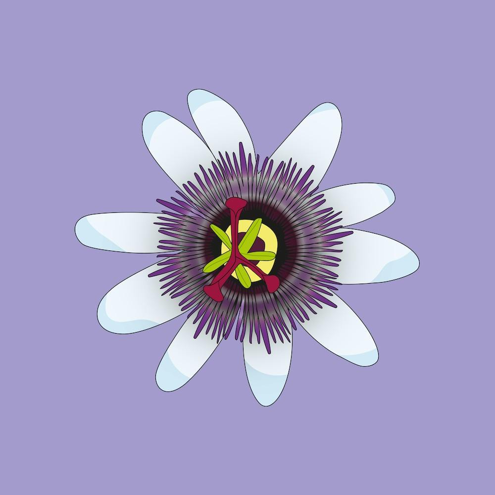 Fleur de Passiflore Lilas Carré