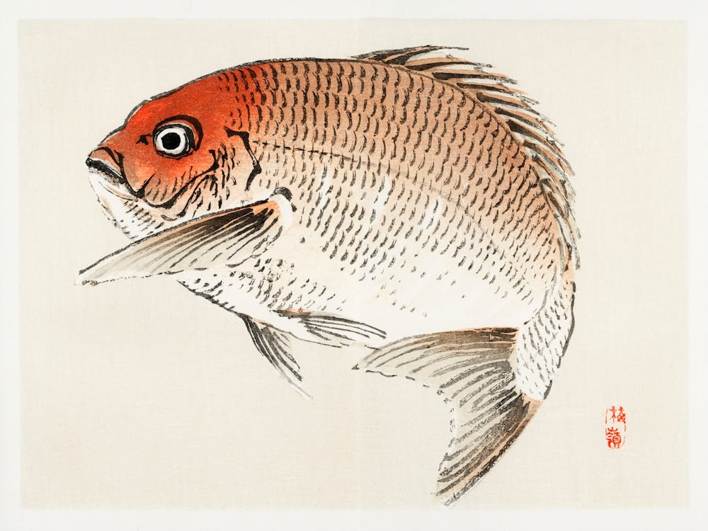 Tai (Red Seabream) Fish, Kōno Bairei