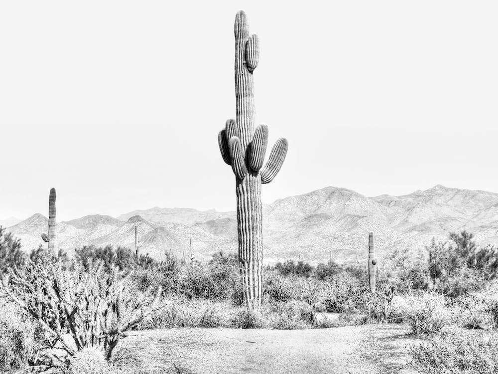 Vintage Cactus Landscape