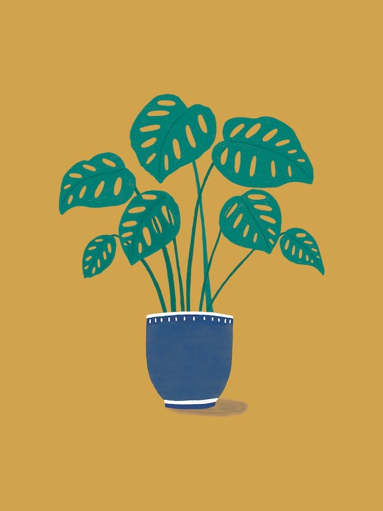 Cheese Plant