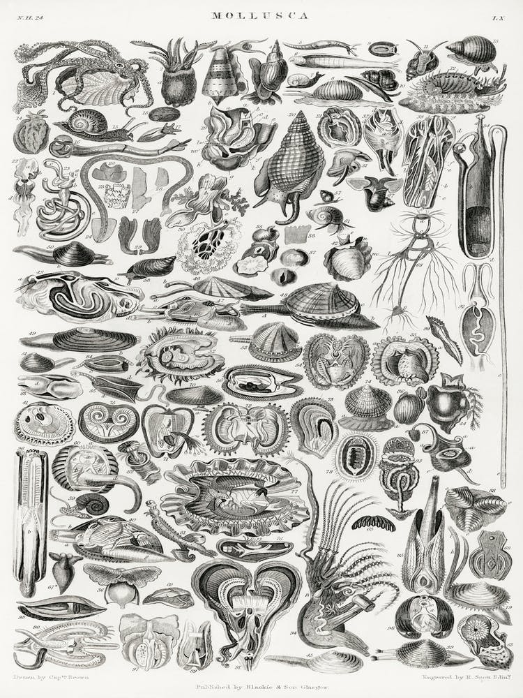 Mollusca, Oliver Goldsmith