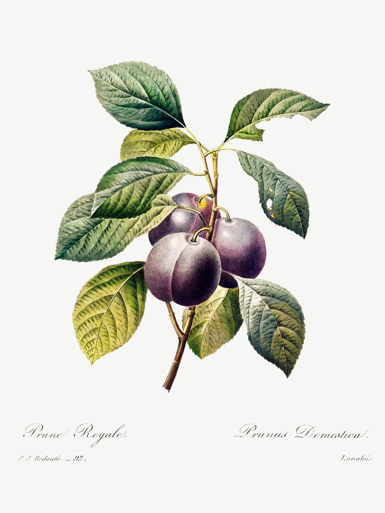 Plum, Pierre Joseph Redoute 2