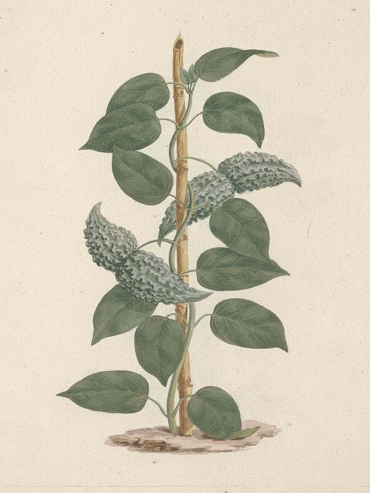 Dregea abyssinica (Hochst) K., Luigi Balugani