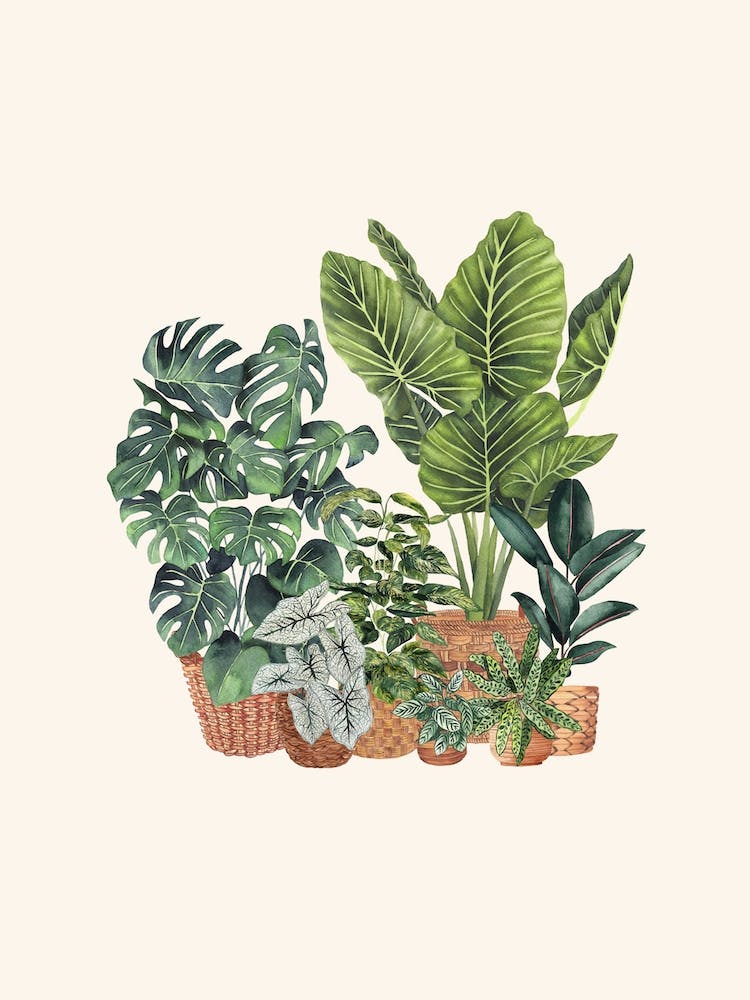 Plant Gang 8