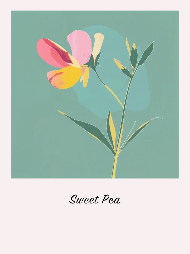 Sweet Pea 3 Square Flower Illustration Poster