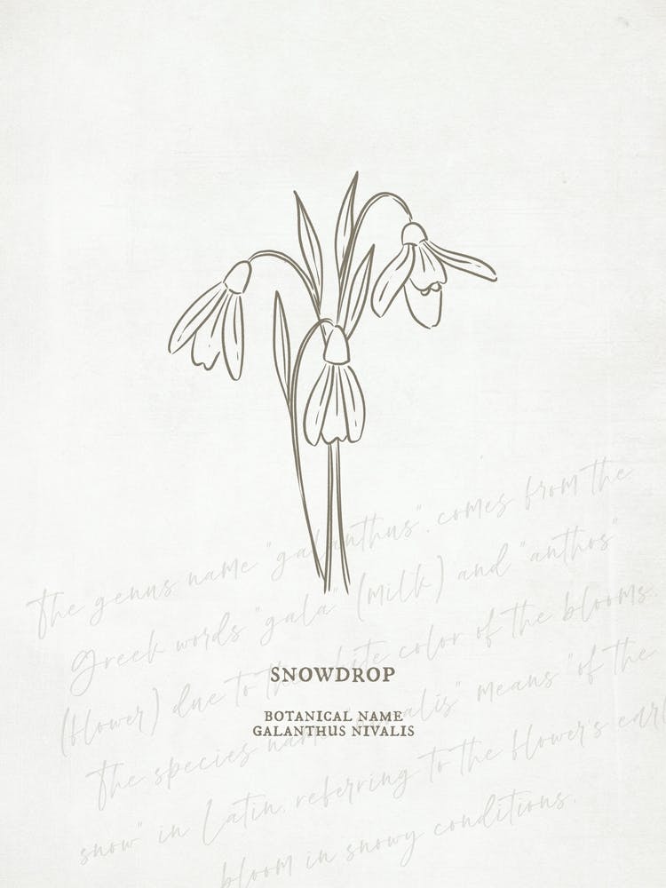 Snowdrop Birth Flower | Antique