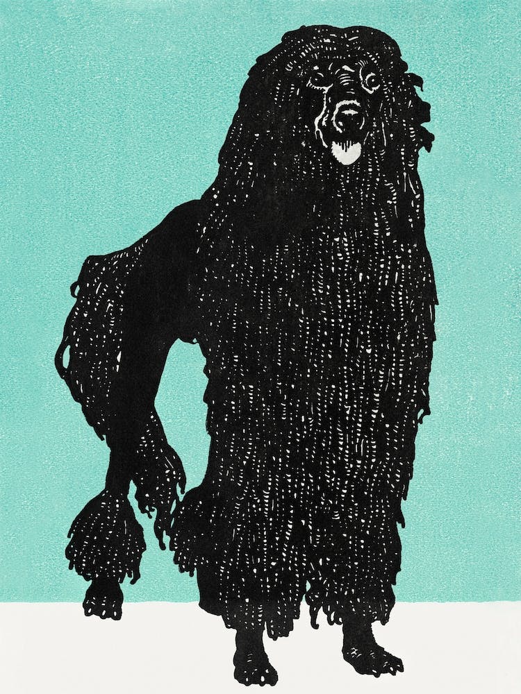 Poodle, Moriz Jung