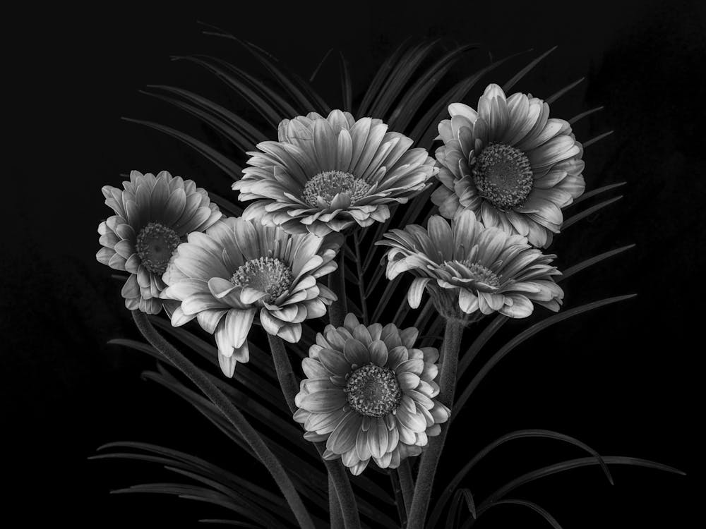 Black And White Flowers 59