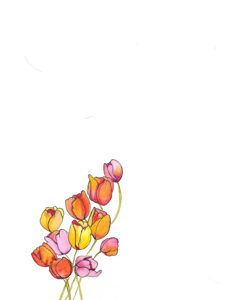 Watercolor Tulips 1