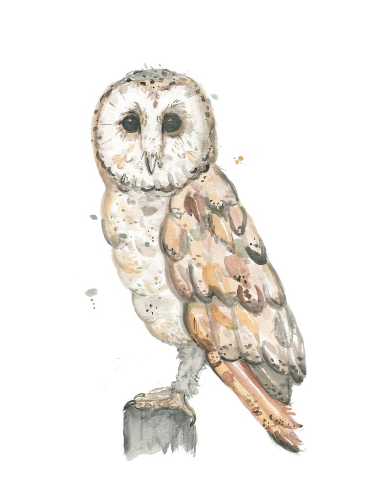 Barnowl