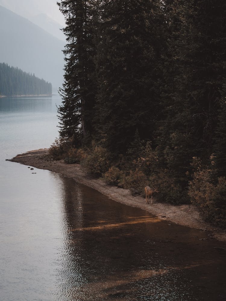 Deer Walking Along Lake