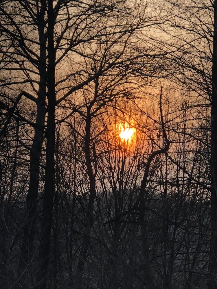 Lever de soleil à travers les arbres