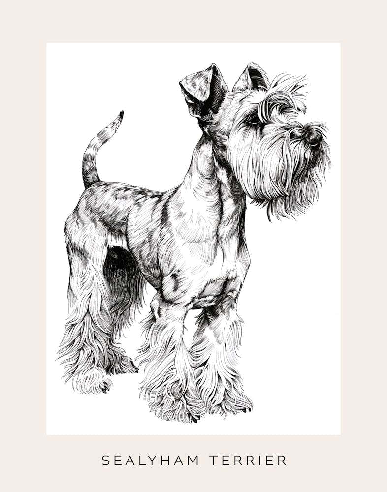 Sealyham Terrier Dog Line Art 1 Poster
