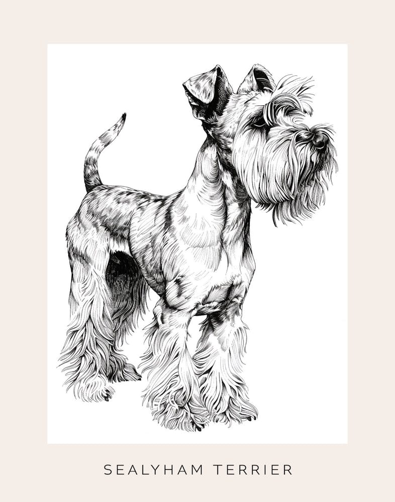 Sealyham Terrier Dog Line Art 1 Poster