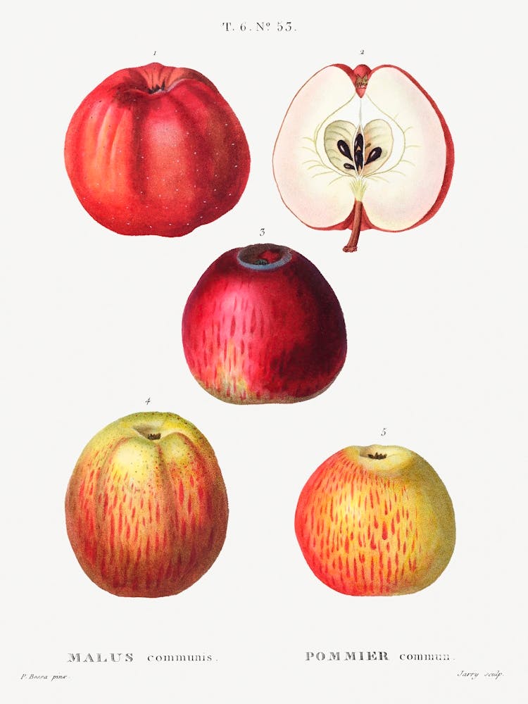 Apple, Malus Communis, Pierre Joseph Redoute 1