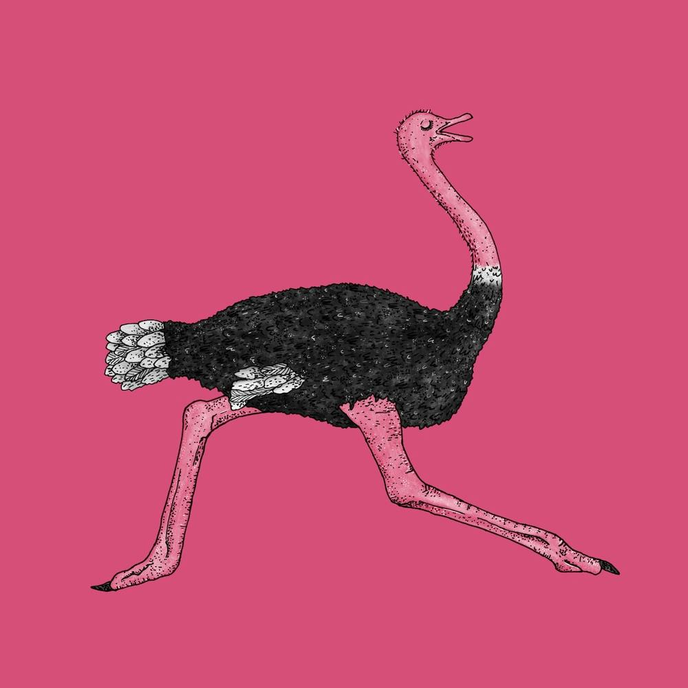 Running Ostrich Square