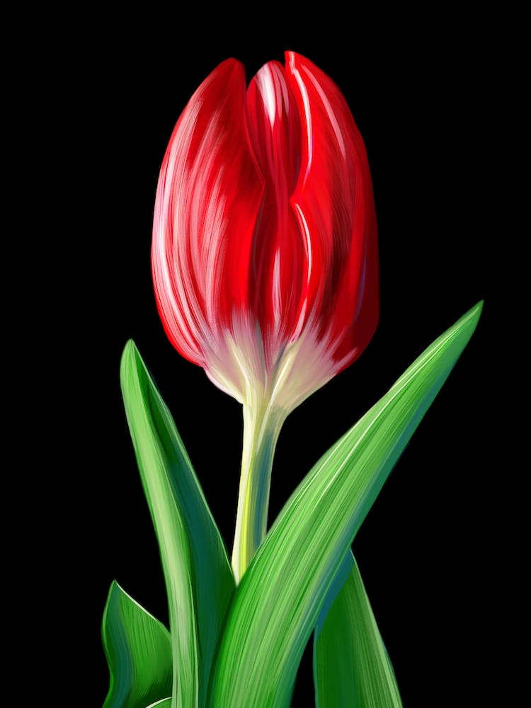 A red tulip.