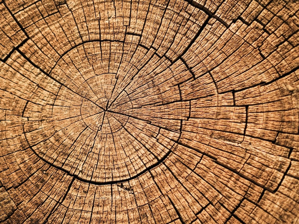 Tree Rings