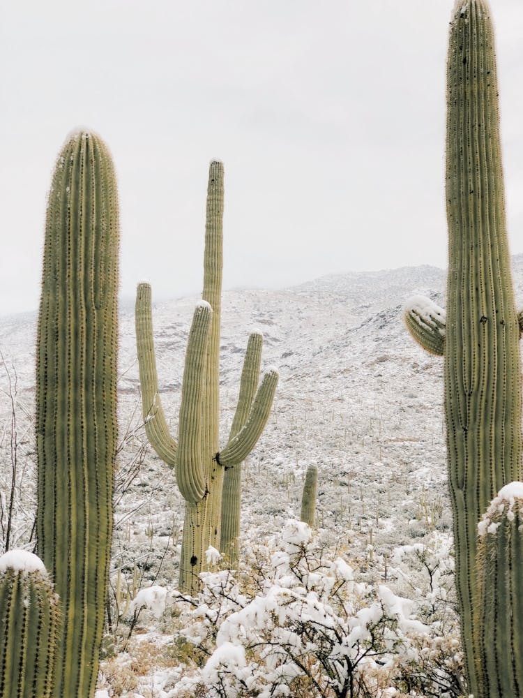 Snow Storm In Desert