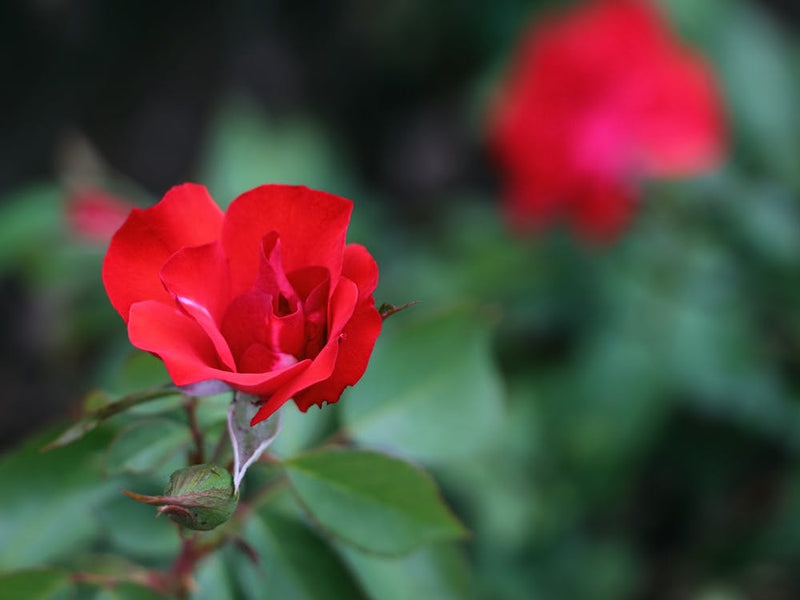 Red Rose In The Garden