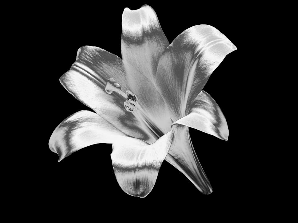 Silver Lily
