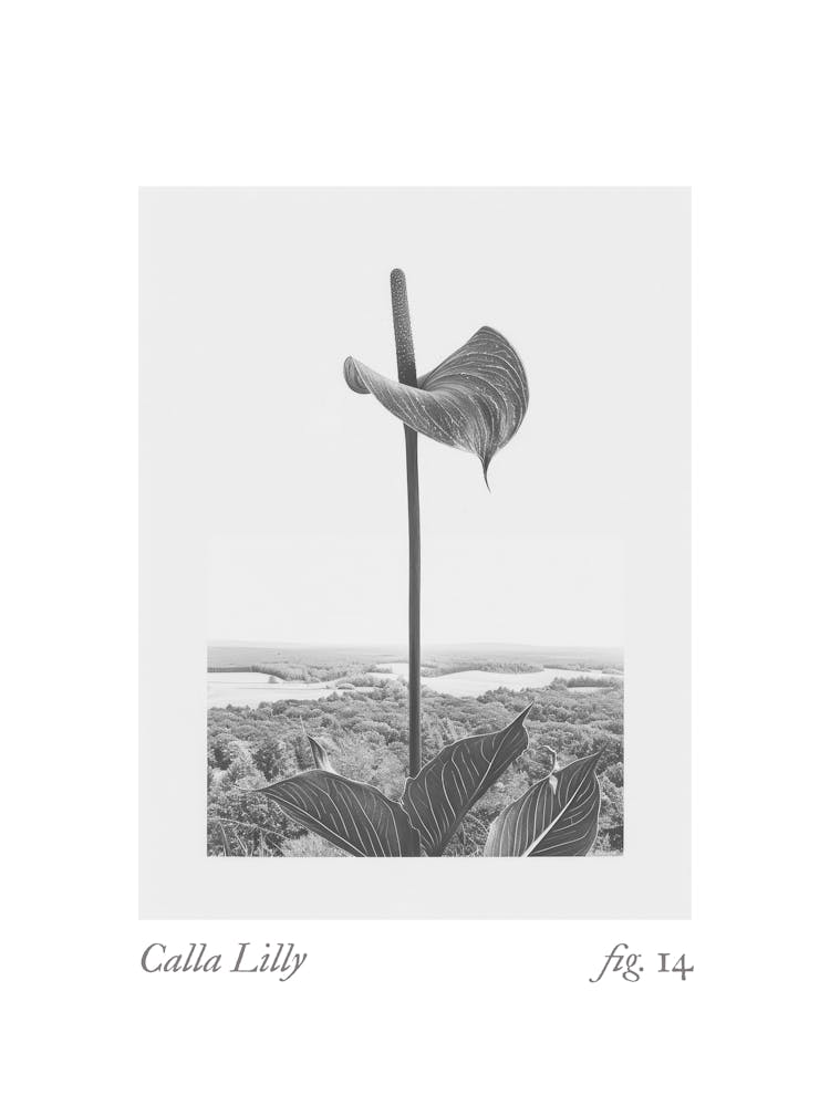 Calla Lilly Botanical Collage 2