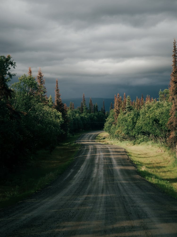 Forest Gravel Road Grey Sky
