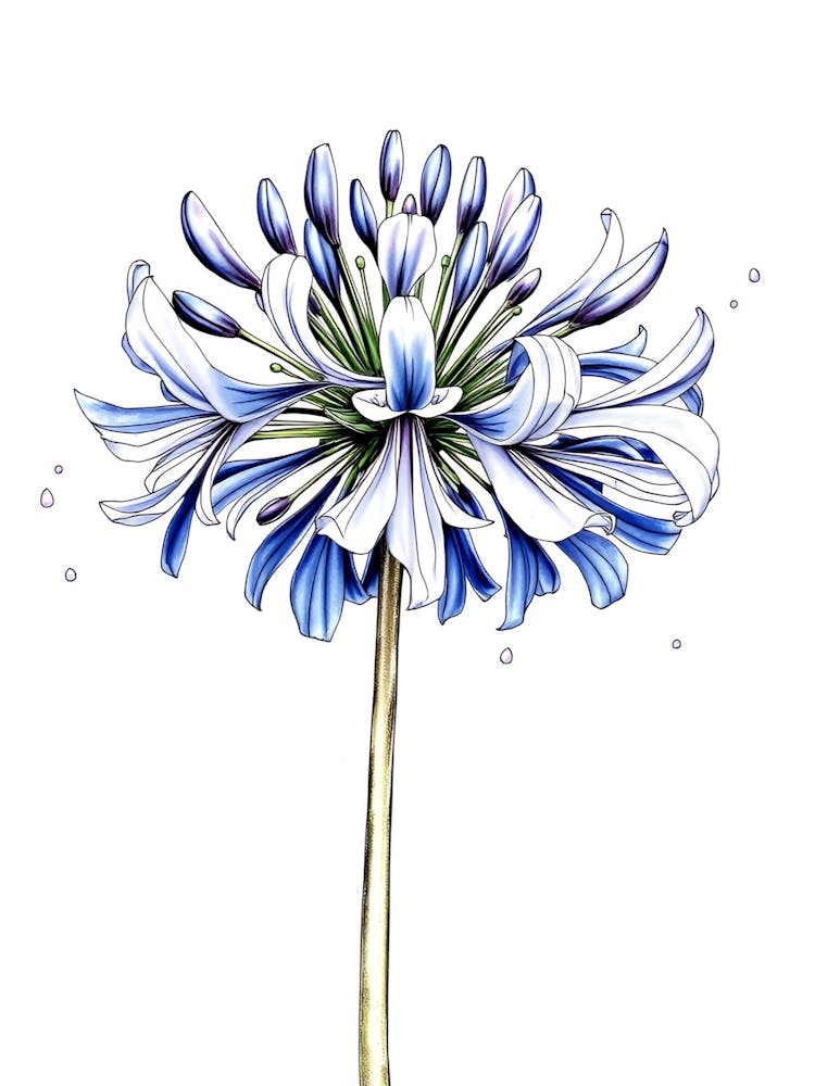 Blue Geranium