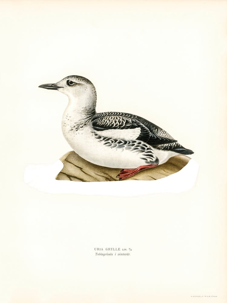 Black Guillemot, The Von Wright Brothers
