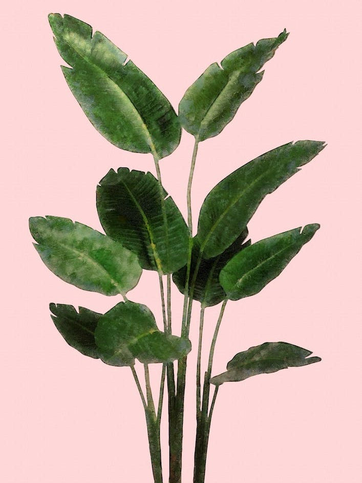 Bird of Paradise Plant on Pink